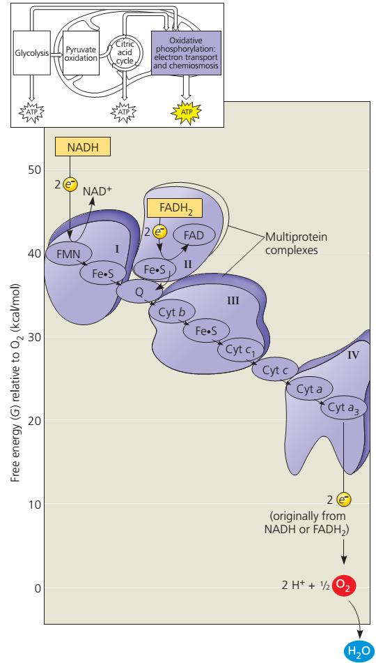 Transportni lanac elektrona Svaki član lanca (prvi član flavoprotein, zatim slijedi željezosumporni protein, citokromi) oscilira između reduciranog i oksidiranog stanja Reducirano stanje kada