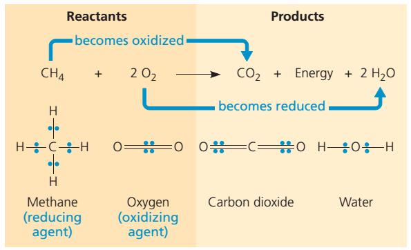 Kemijske reakcije - oksidacija i redukcija oksidacija gubitak elektrona sa ili bez vodika iz molekule; oksidativna reakcija razgrađuje složene molekule u jednostavnije katabolički proces oslobađa se