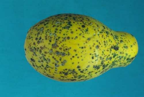 papaja