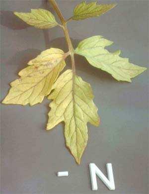 repa 