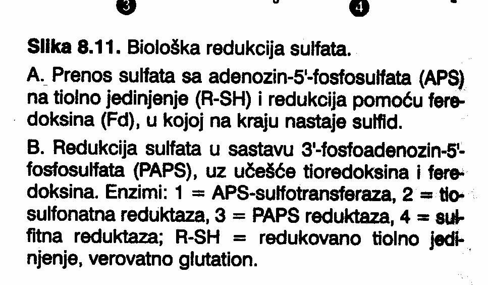 A. sulfat se sa APS prenosi na neko tiolno jedinjenje (vjerovatno redukovani glutation)---redukuje se pomoću ferodoksina od koga prima 6 elektrona i dobija se sulfid B.