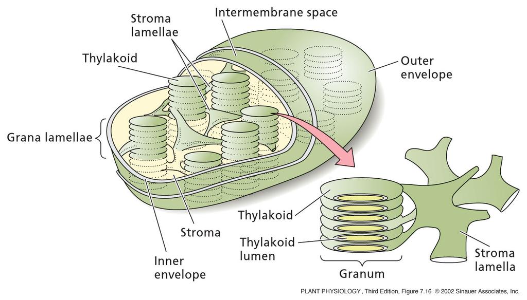 KLOROPLAST Stroma lamele Notranja membrana Tilakoide Zunanja membrana Grana lamele Stroma Notranja