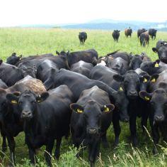 bovine