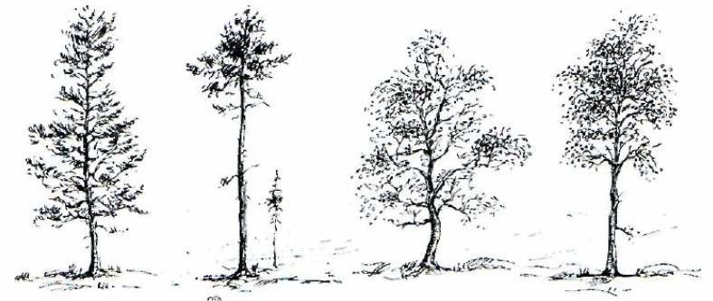 Sellest kasvab välja vertikaalne peavõrse, millest hiljem areneb puutüvi, ning mõned külgvõrsed, mis kasvades muutuvad oksteks Lehtpuude oksakohad on ebakorrapärased, sest mõned külgvõrsed arenevad