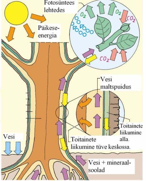 Fotosünteesi tulemusena lehtedes ja okastes tekkinud toitained (süsivesikud) juhitakse niine kaudu allapoole teistesse puu osadesse. Niin asetseb väliskoore (korba) ja kambiumi vahel.