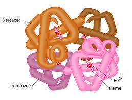 Obrázok 6 Terciárna štruktúra bielkovín (Zdroj: Voet a Voetova 2004) Kvartérna štruktúra bielkovín vyjadruje vzájomnú polohu viacerých