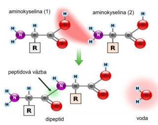 Primárna štruktúra udáva poradie sekvenciu alebo postupnosť, aminokyselinových zvyškov v polypeptidovom reťazci.