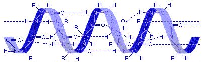 Vodíková väzba vzniká medzi kyslíkom karbonylovej skupiny a vodíkom aminoskupiny peptidovej väzby (Horák a Staszková 2009).