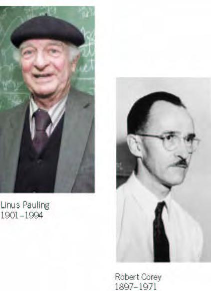 Linus Pauling i Robert Corey su (1951) predvideli (prvo) α heliks a (potom) i ß niz (pločicu)!