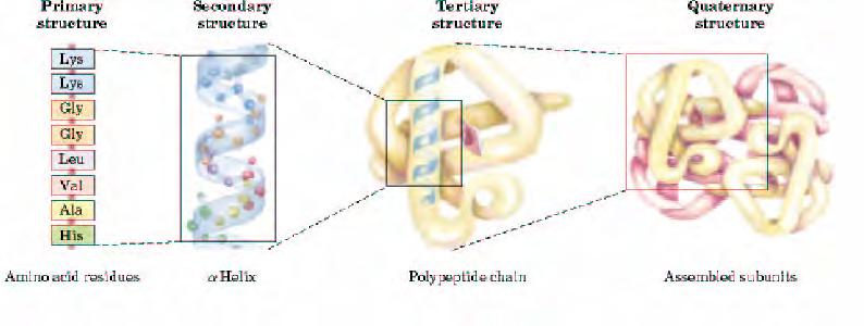Nivoi strukture proteina