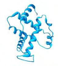 Nivoi strukture proteina Primarna