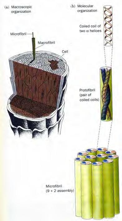 α keratin: