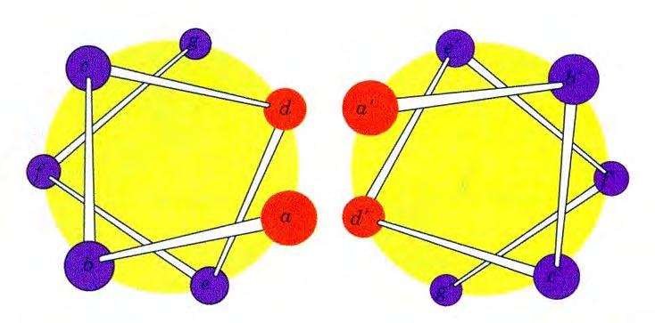 Dodirne površine među α heliksima u keratinu su
