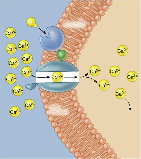 Ca ++ hormon receptor G-protein ionski kanal