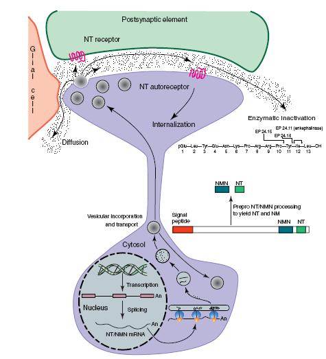 2) NEUROPEPTIDI (opioidi, tahikinini) RECEPTORI: metabotropni INAKTIVACIJA: enzimska