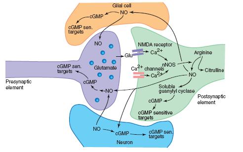 3) NEKONVENCIONALNI NEUROTRANSMITORI (NO, endokanabinoidi) - sintetiziraju se u postsinaptičkom neuronu - djeluju preko ili bez receptora -