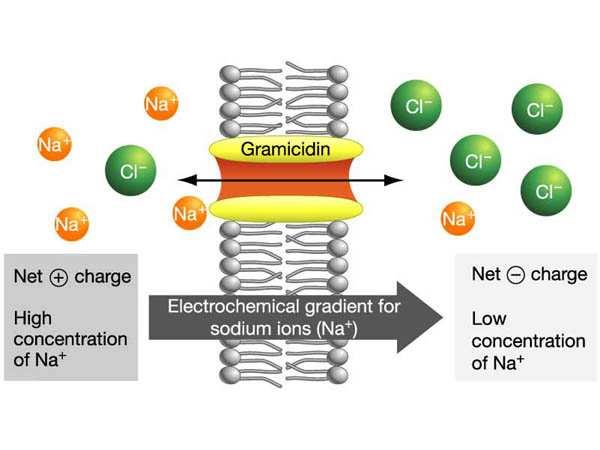 Aktivan transport t jona kroz membrane Jonofore - supstance rastvorljive u lipidima (peptidi, depsopeptidi i dr.