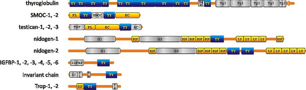 Transmembranskiproteini
