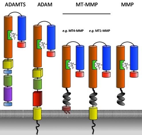 Posttranslacijskemodi;ikacijeproteinovECM hidroksilacijaprovhyp proteolitskecepitven=alic=koncev proteazematriksa