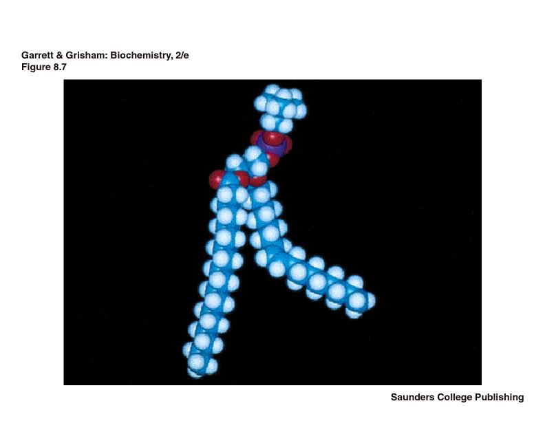 Glicerofosfatid model