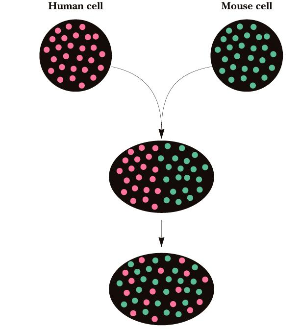 Lateralna difuzija lipidov in proteinov v