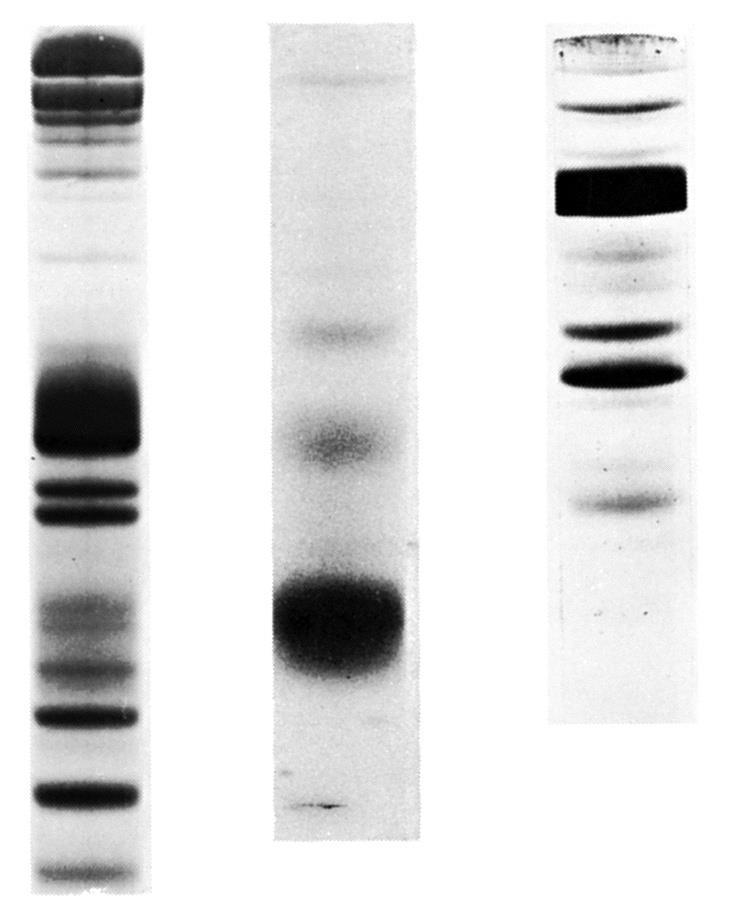 Vsebnost proteina v b.m.