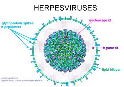C C Entero A D D A C HHV6 C C C B C HUMANI HERPESVIRUSI OZNAKA VIRUS PODOBITELJ BOLESTI Herpesvirusi HHV1 Herpes simplex virus 1 (HSV1) HHV2 Herpes simplex virus 2 (HSV2) HHV3 HHV4 HHV5 Varicella