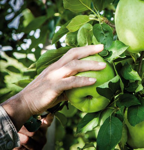 Katkad, pri jačem intenzitetu napada tijekom lipnja može doći do djelomične defolijacije. Jedno od učinkovitih rješenja je Bellis i zaštitu treba početi oko cvjetanja upravo Bellisom.