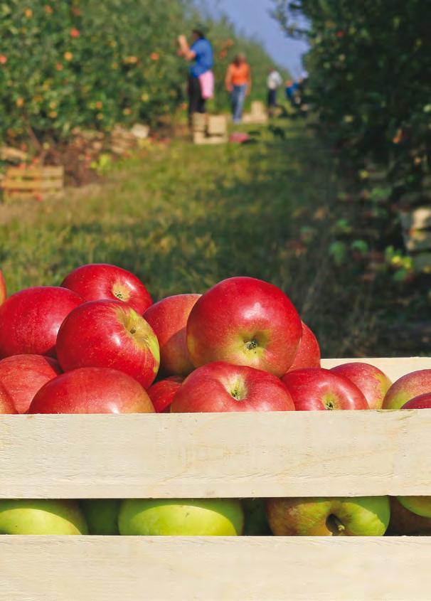 ZAŠTITA JABUKE 26 ZAŠTITA JABUKE 27 www.agro.basf.hr Pronađite sve informacije o našim proizvodima, programima zaštite različitih kultura i novostima u svijetu zaštite bilja.