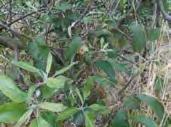 U netretiranoj kontroli došlo je i do snažne defolijacije.