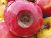 Sprječava zaštitu od najvažnijih uzročnika bolesti koje se razvijaju u skladištu, gljivica iz rodova Stemphyllium, Gloeosporium, Alternaria, Botrytis, Monilia, Penicillium i dr.
