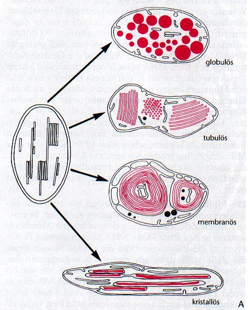 (globularni tip) (Kleinig,