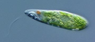 Tipovi sekundarne endosimbioze i karakteristike plastida Članovi Chlorophyta (zelene alge) Rhodophyta