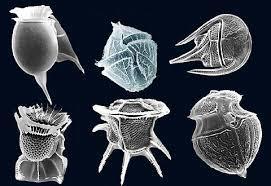 Chlorarachniophytes (tropske alge) Euglenids (papučice) Heterokonts Haptophyta Cryptomonads
