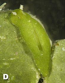 Kleptoplast i apikoplast? Puž Elysia sp.