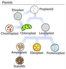 Tipovi plastida i