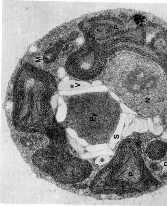 crvene alge Rhodella violacea.