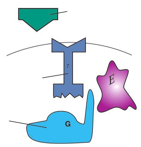 prvi receptor prvi uzrokuje promjenu receptora G protein G protein se sada može vezati za receptor Slika 1-12. Elementi sustava vezanog s G-proteinom.