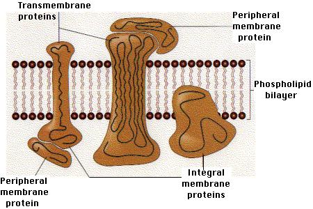 upogibanje in rotacija posameznih lipidov flip-flop (preskok iz enega sloja v drug, energetsko zahteven in potrebuje encim flipazo) Na fluidnost membrane vplivata: temperatura sestava membrane: