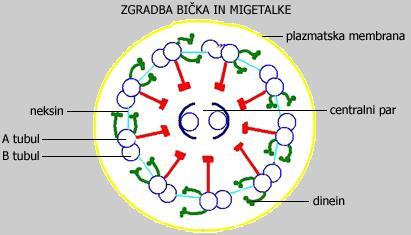 to je retrogardni transport: v živčnih celicah prenašajo organele od sinaps proti telesu, v epitelijskih celica in fibrolastih prenašajo različne organele proti sredini celice (na ta način ohranjanjo