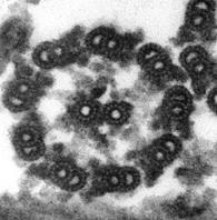 (replikacija DNA) se povroji centrosom, ločita se centriola in na vsakem prične nastajati hčerinski centriol na osnovi daljšajočih se mikrotubulov gre vsak centriol na svoj pol celice v mitozi iz