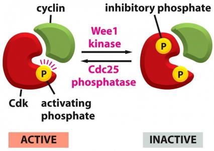 fuzija mioblastov v prečno progasto mišično celico = celična diferenciacija, miostatin je mitogen, ki ga izločajo prečnoprogaste celice in zavira diferenciacijo mioblastov (povratna zanka) Regulacija