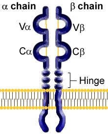 T-celični receptorji TCR Limfociti T imajo proteine, ki vežejo antigene, TCR, vedno membransko vezane.