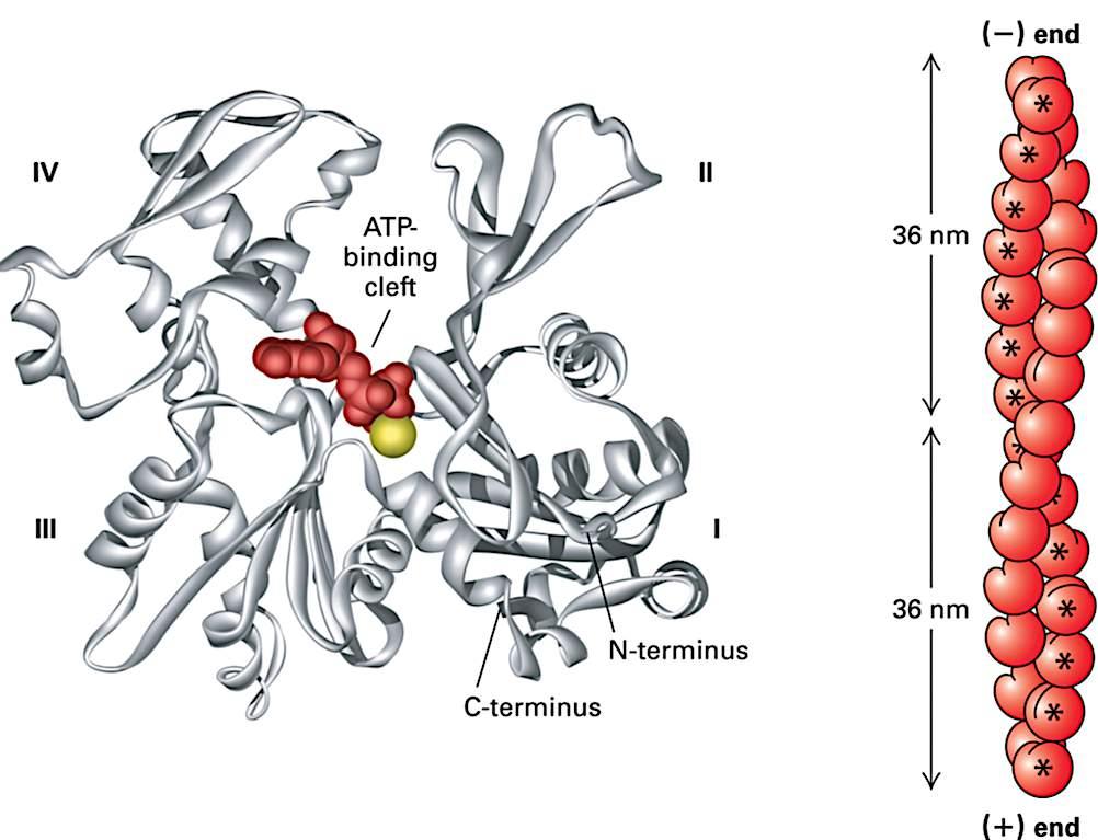 G.'in'F.aktin' G.aktin'='globularni'monomer''''' F.aktin'='Milamentozni'aktin' 6'aktinskih'genov,'pri'vretenčarjih:'' 4'α'izooblike'v'm.c..'(v'kontraktilnih' strukturah)' β.'aktin'v'nemišičnih'c.'' γ.