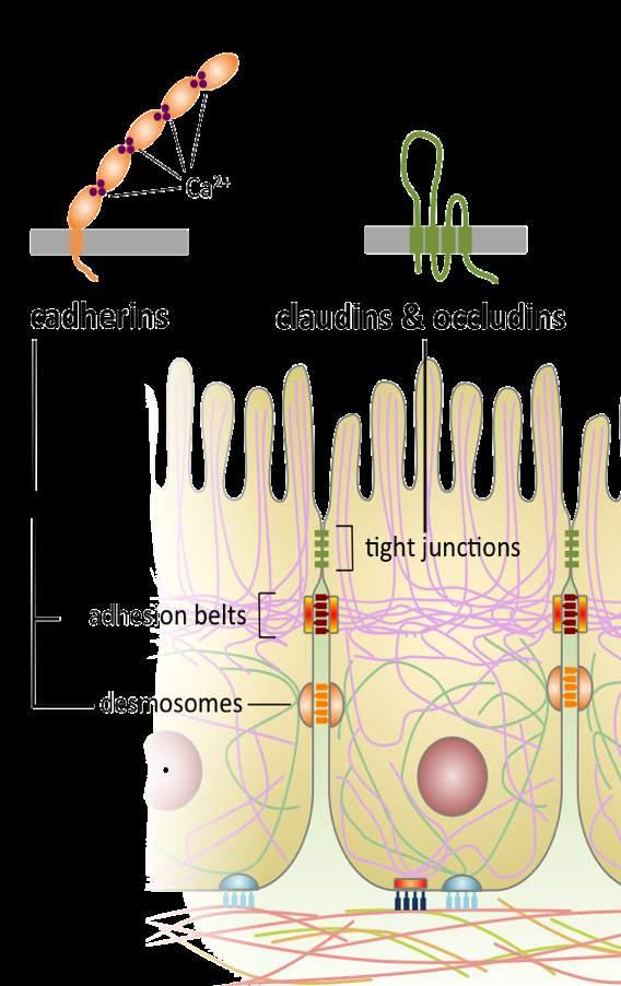 Celični'stiki' tesni&stiki&(occluding*junctions)' neprepustni'sloj' sidrni&stiki&(anchoring*junctions)' mehanska'povezava'med'sosednjimi'