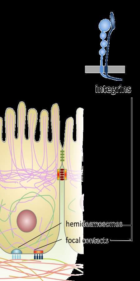 '' pritrditvena&mesta&aktinskih&<ilamentov' adherentne*povezave*celica6*celica& (adhezijski'pasovi)' adherentne*povezave*celica6matriks&(fokalni'