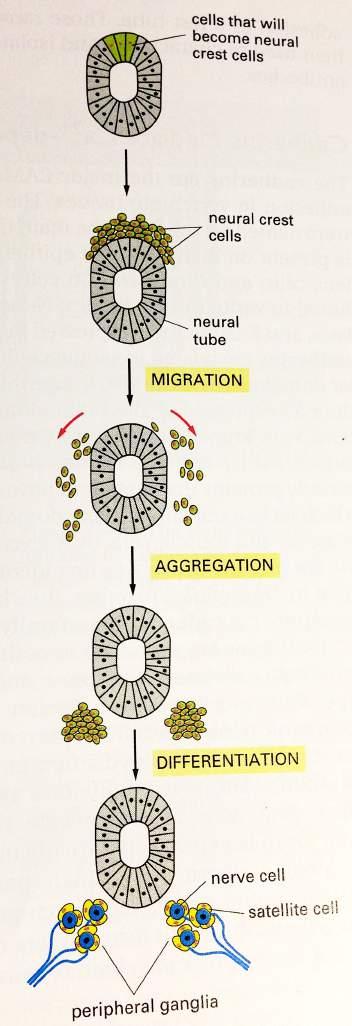 Adhezija'celic'