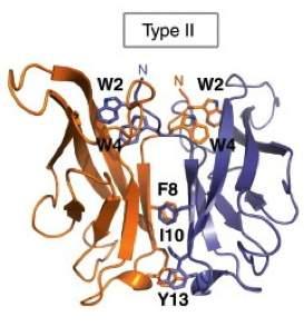 tip'ii:'trp2'+'trp4'in'še'hidrofobne'