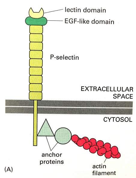 Selektini' Levkociti' poseben'adhezijski'sistem' selektni'(ca 2+' odvisni)' L.selektin'(levkociti)' P.