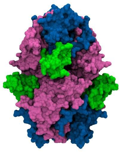 Model#trans-tetramera# adhezijska#enota#je#tetramer## EC1#domene#niso#v#kontaktu# razdalja#med#obema#membranama##~10#nm# EC2# cis-dimer# EC3#